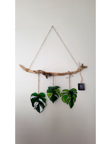 Monstera